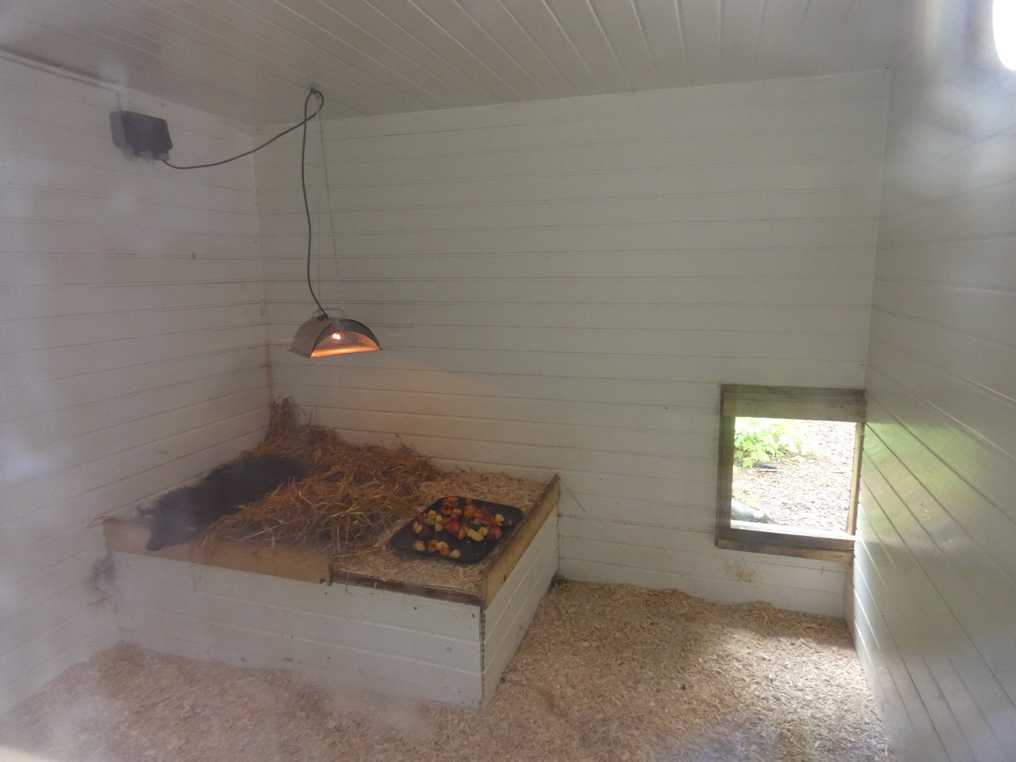 Binturong indoor enclosure