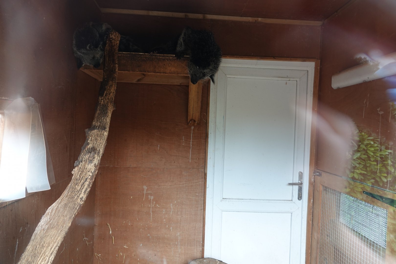 Binturong indoor enclosure