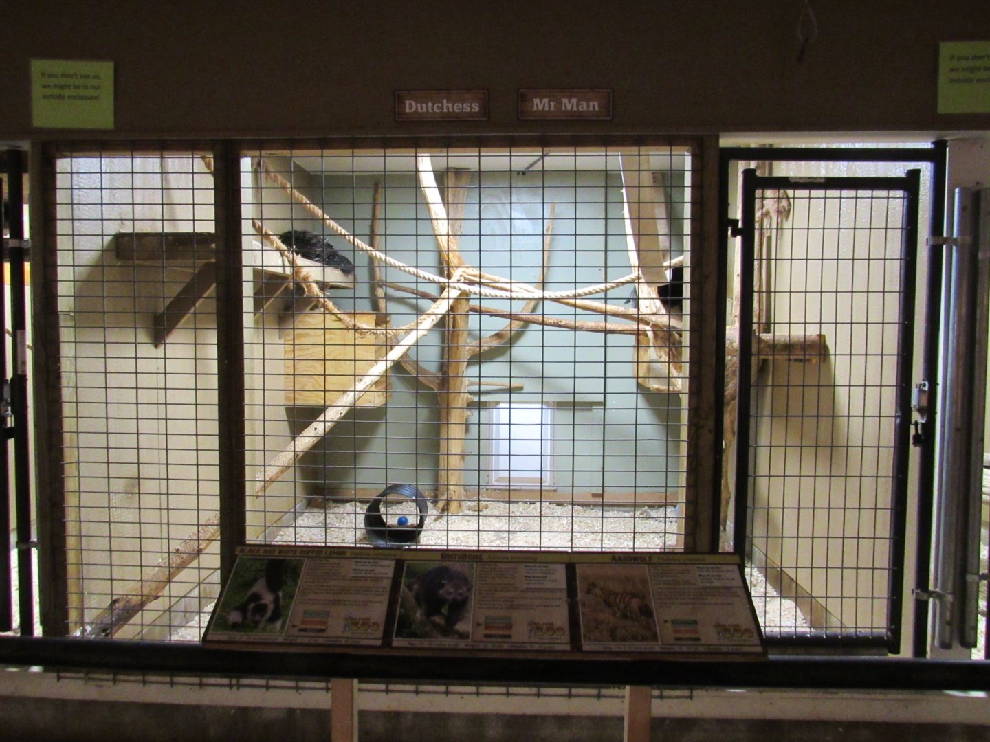 Binturong Indoor Exhibit