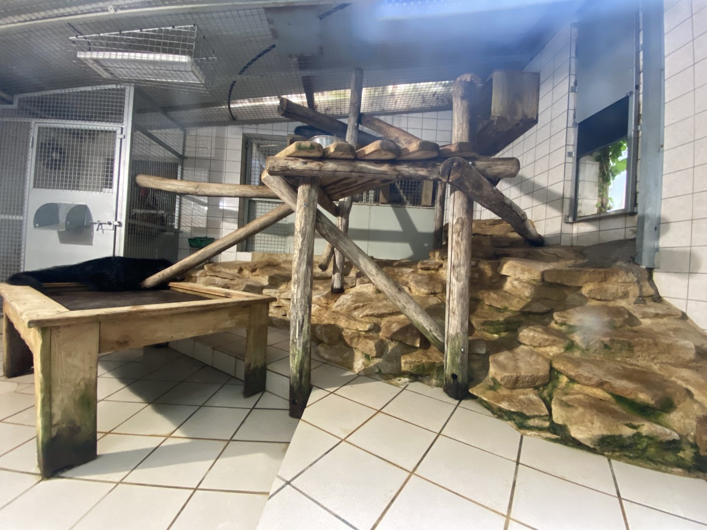 Binturong indoor exhibit