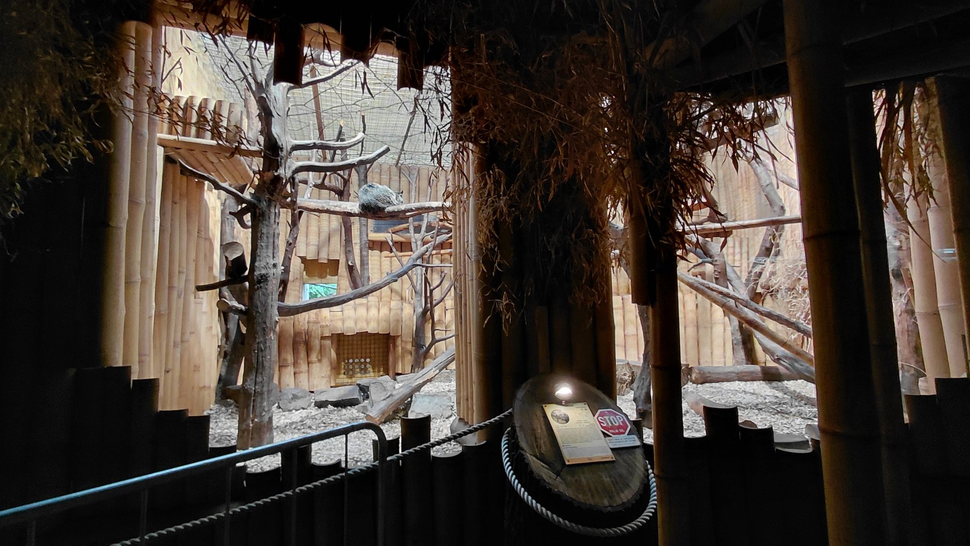 Binturong indoor exhibit