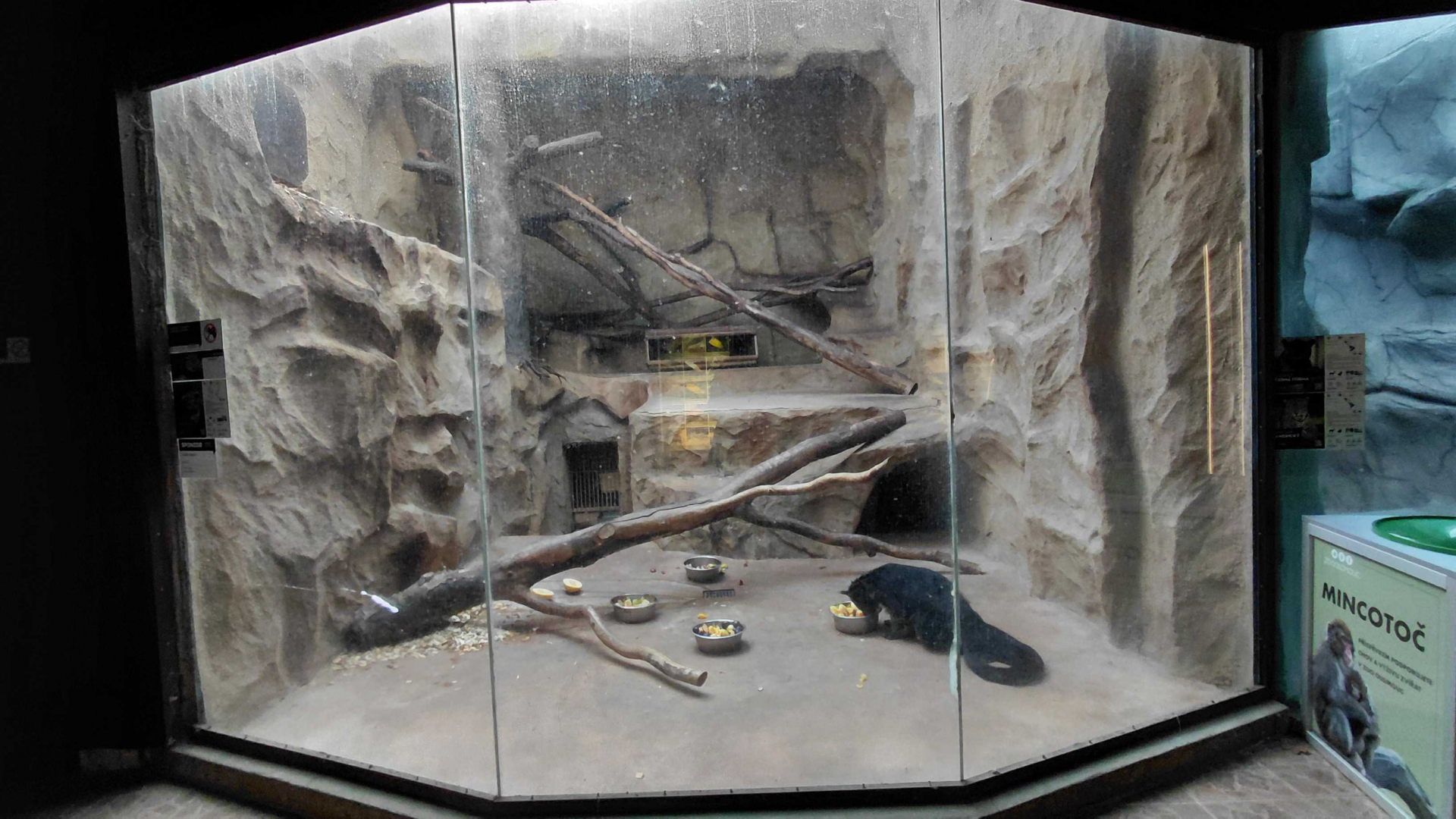 Binturong indoor exhibit