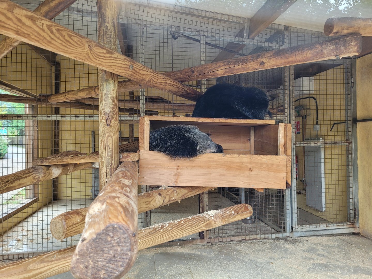 Binturong indoors exhibit -Zoo du bassin d'Arcachon (2024)