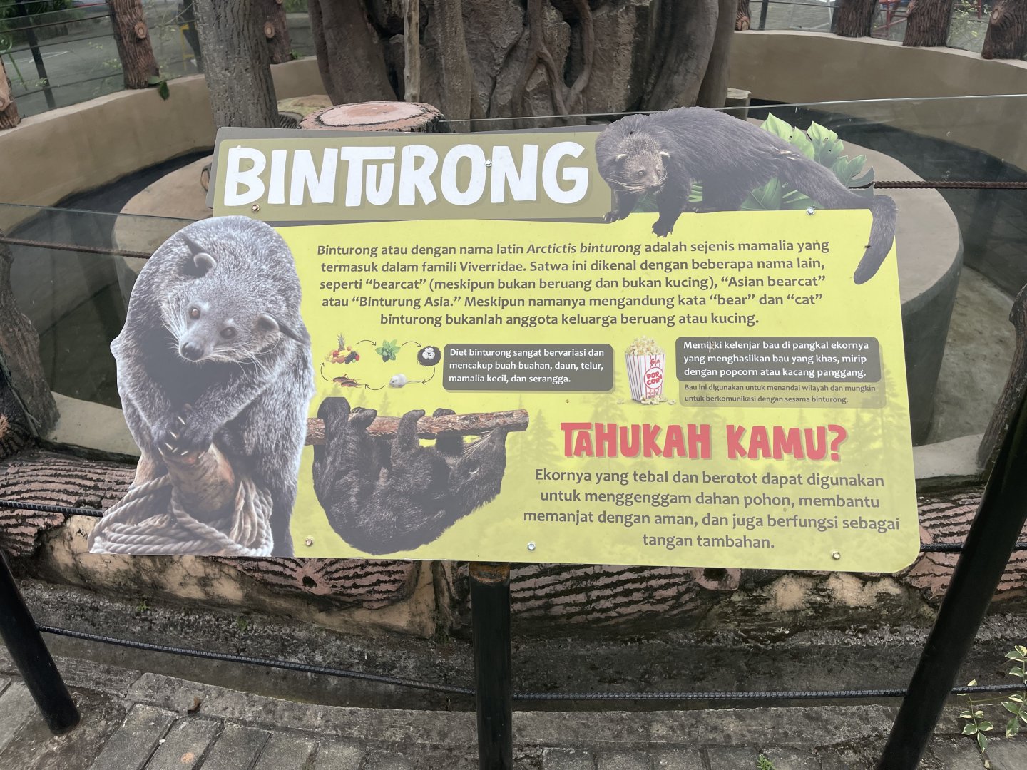 binturong info signage