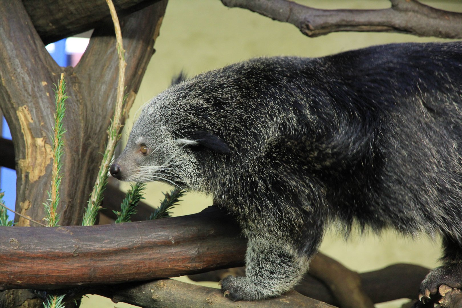 Binturong (January 2018)