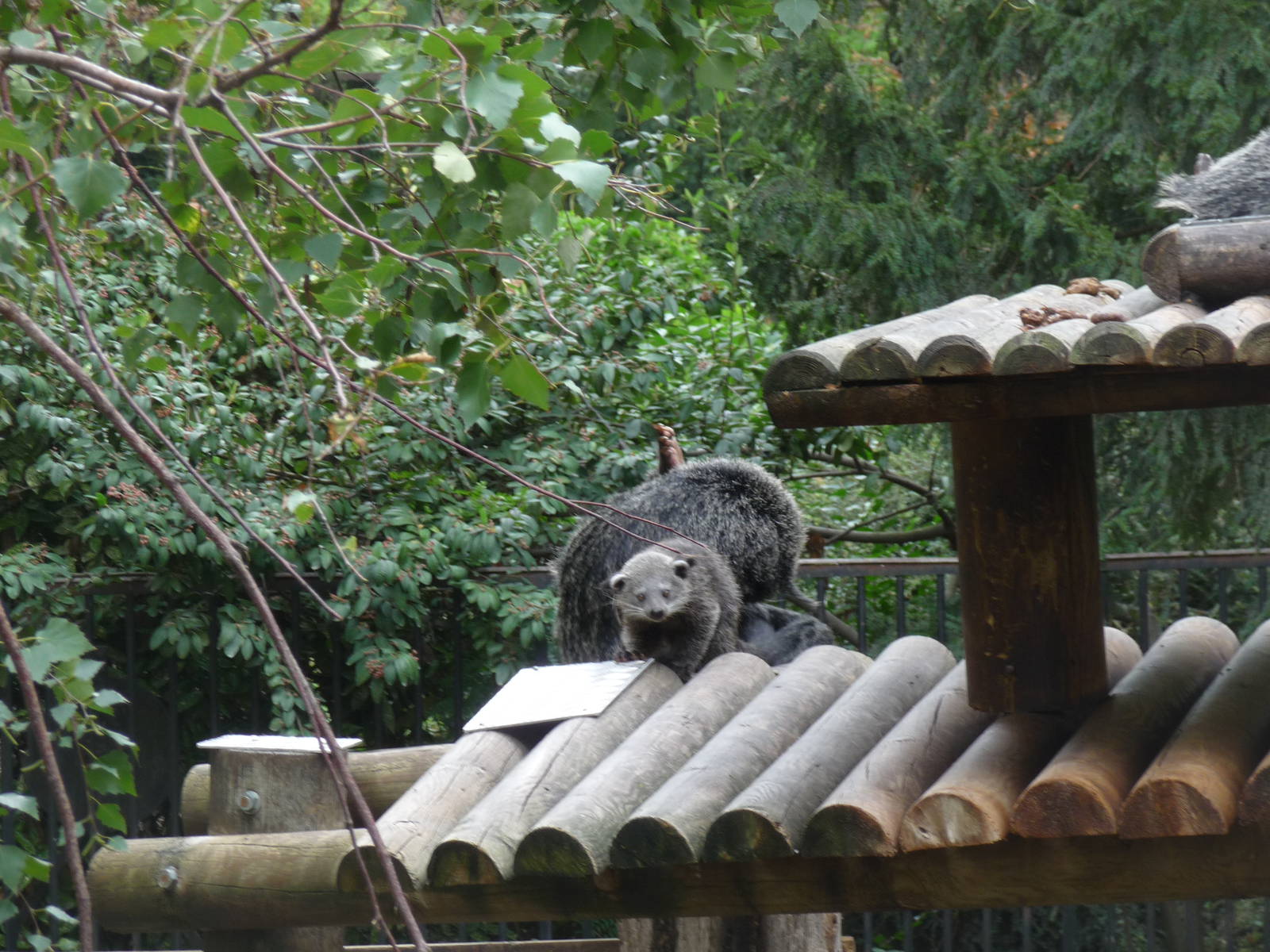 binturong jardin des Plantes