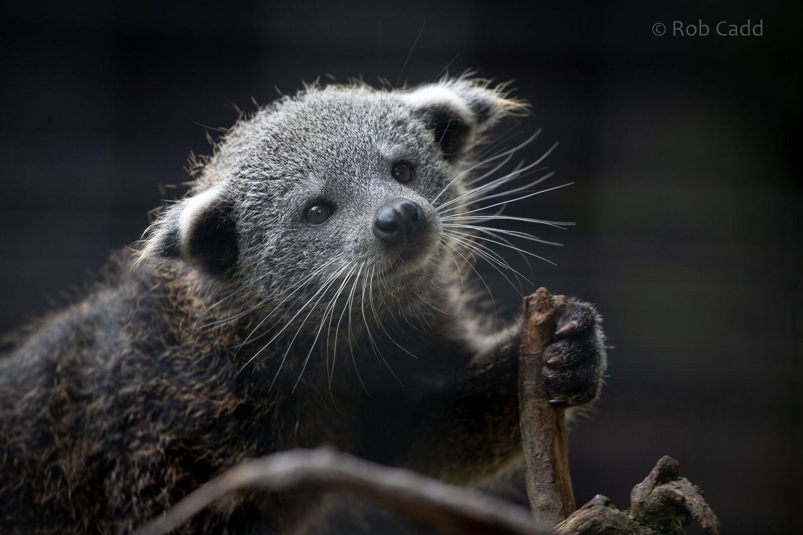 Binturong (Javan binturong) : Hamerton : 15 Jun 2020