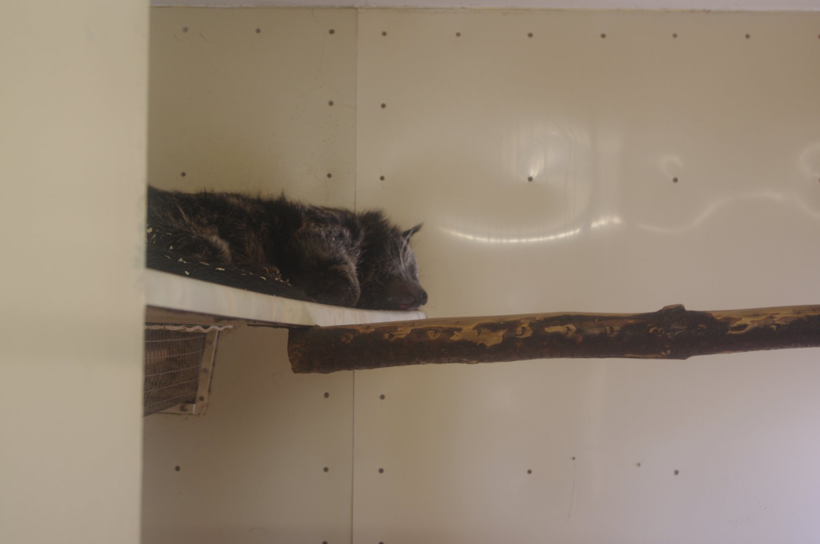 Binturong (Javan?)- Hamerton Zoo Park 6/3/2022