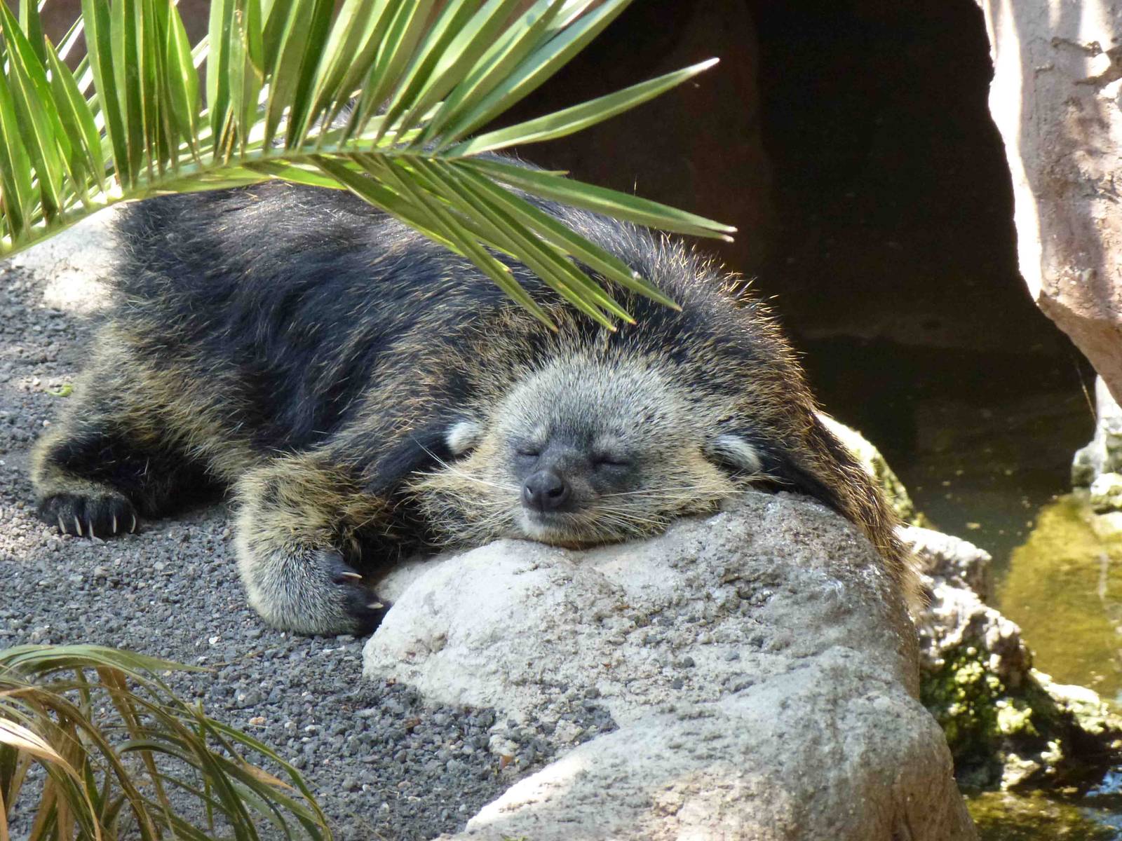 Binturong, July 2013.