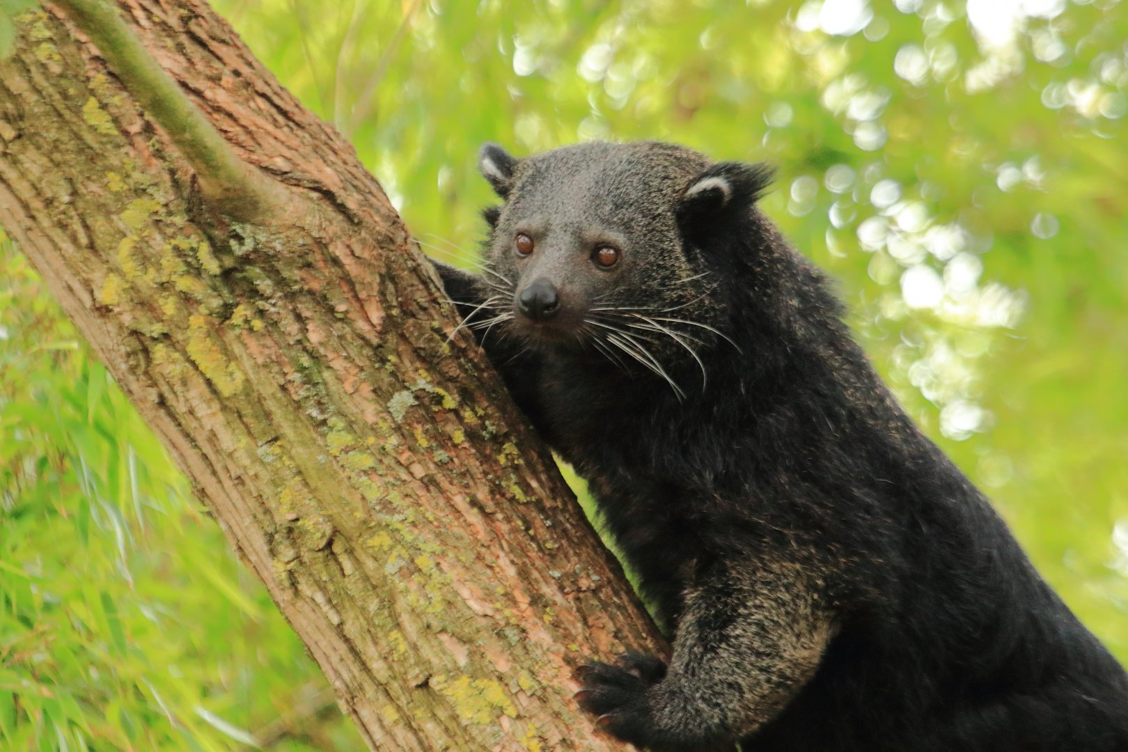 Binturong (July 2020)
