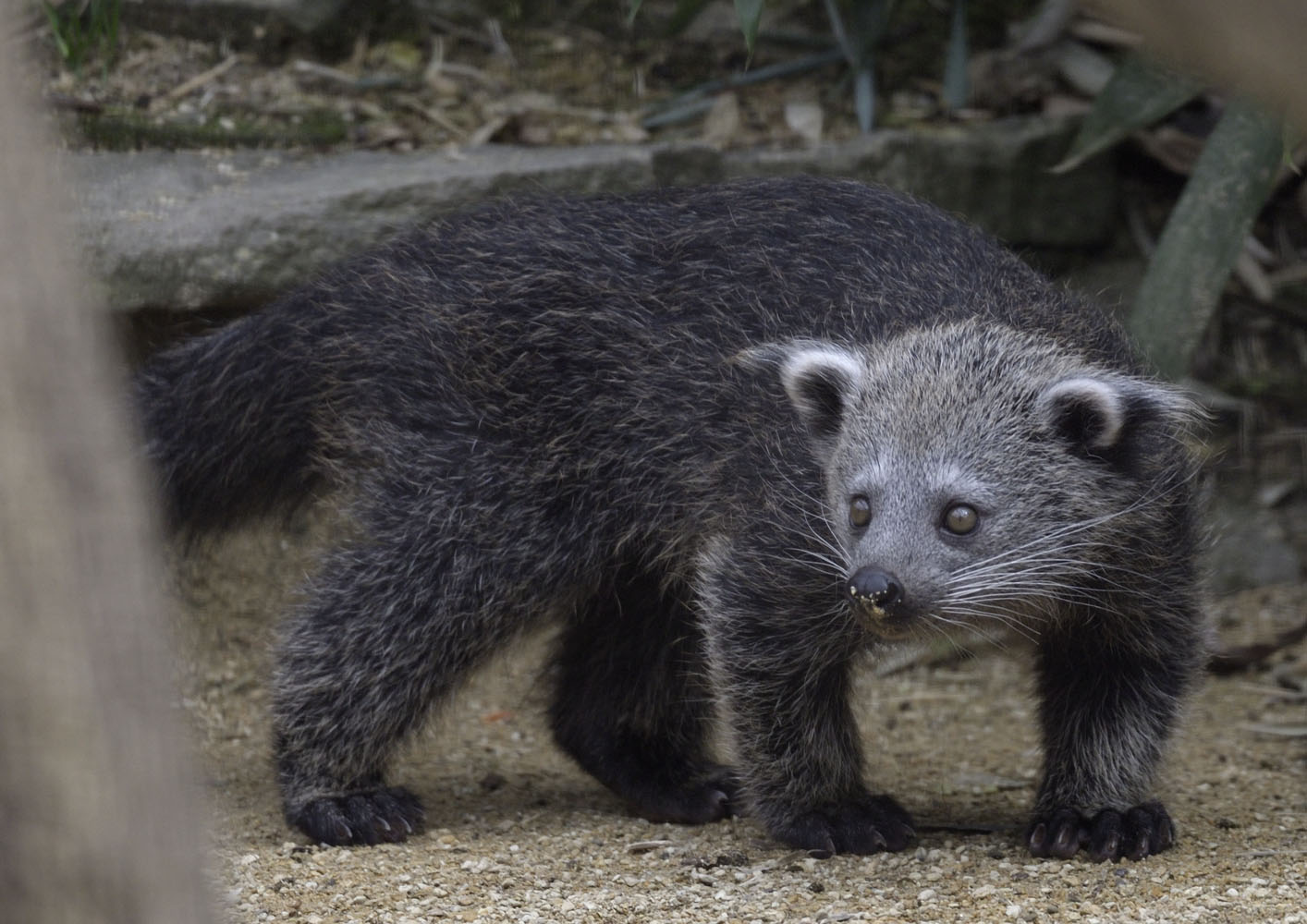 Binturong kit at ground level