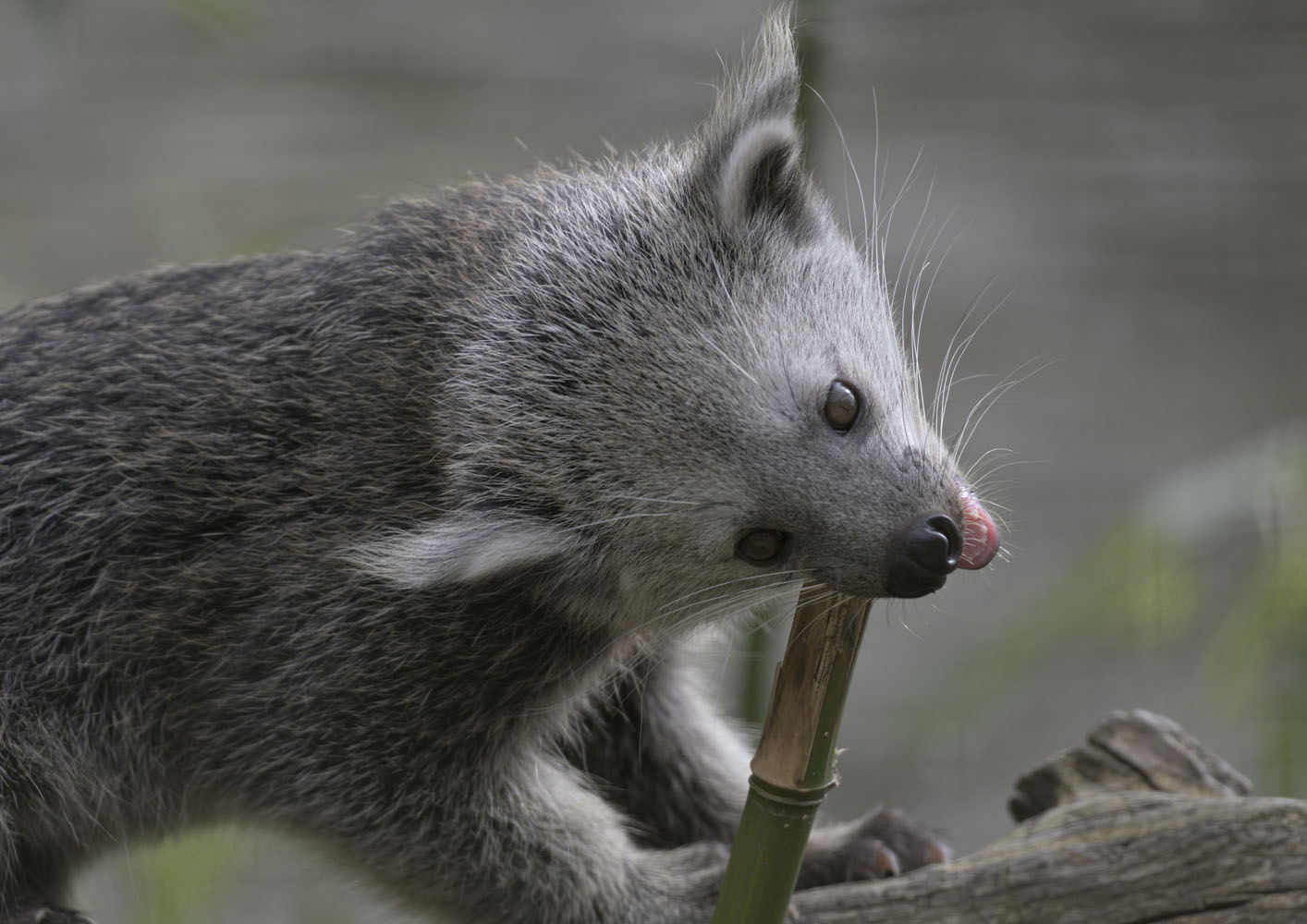 Binturong kit gnawing bamboo