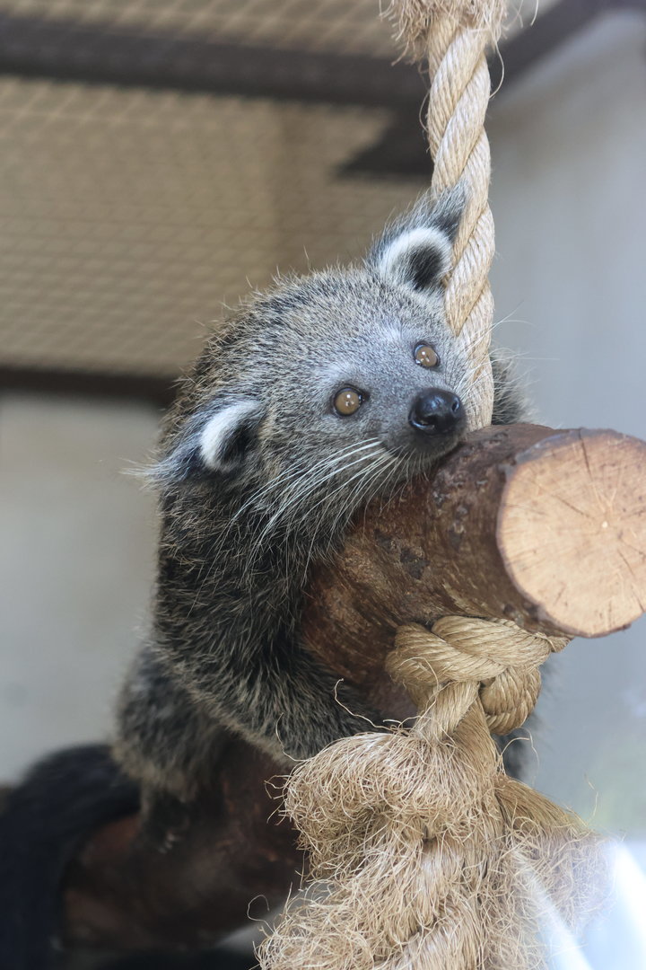 Binturong Kit