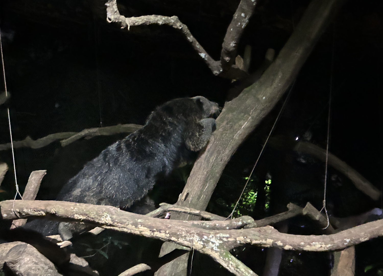 Binturong, Leopard Trail