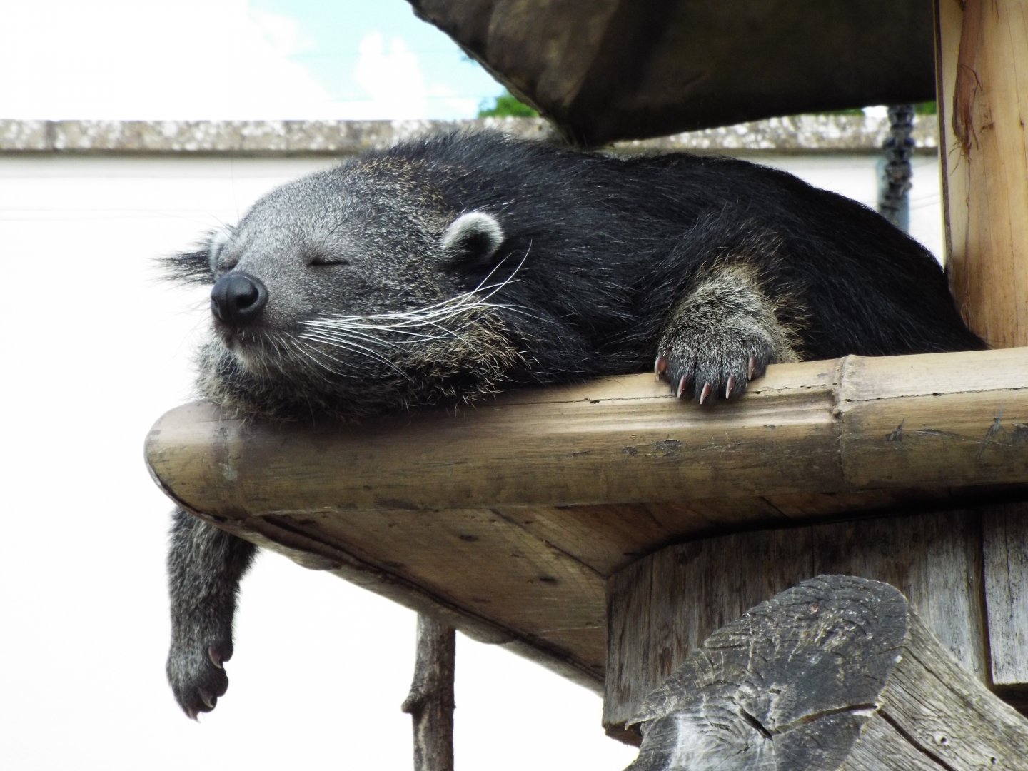 Binturong, Longleat