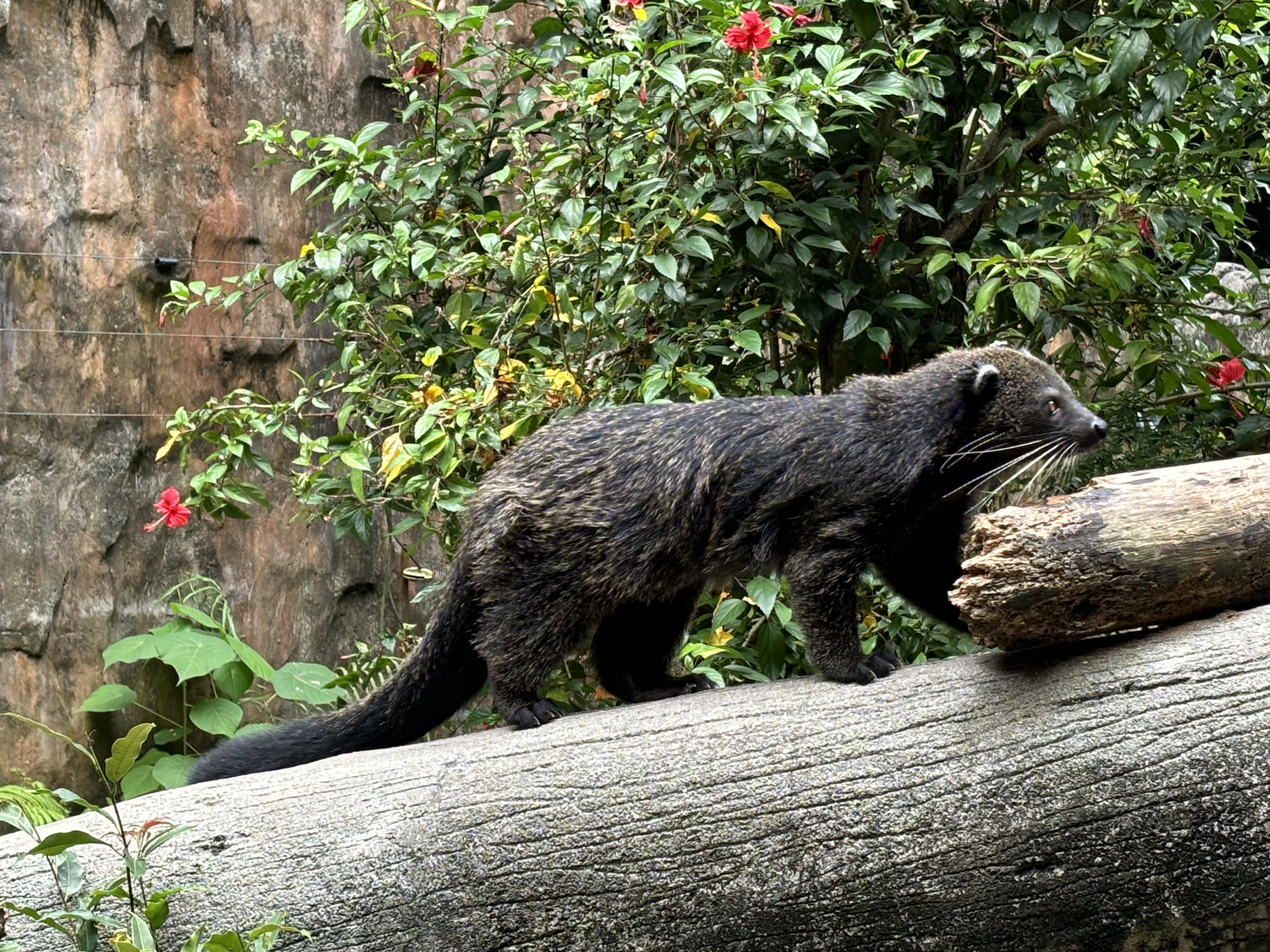 Binturong - Lost World of Tambun