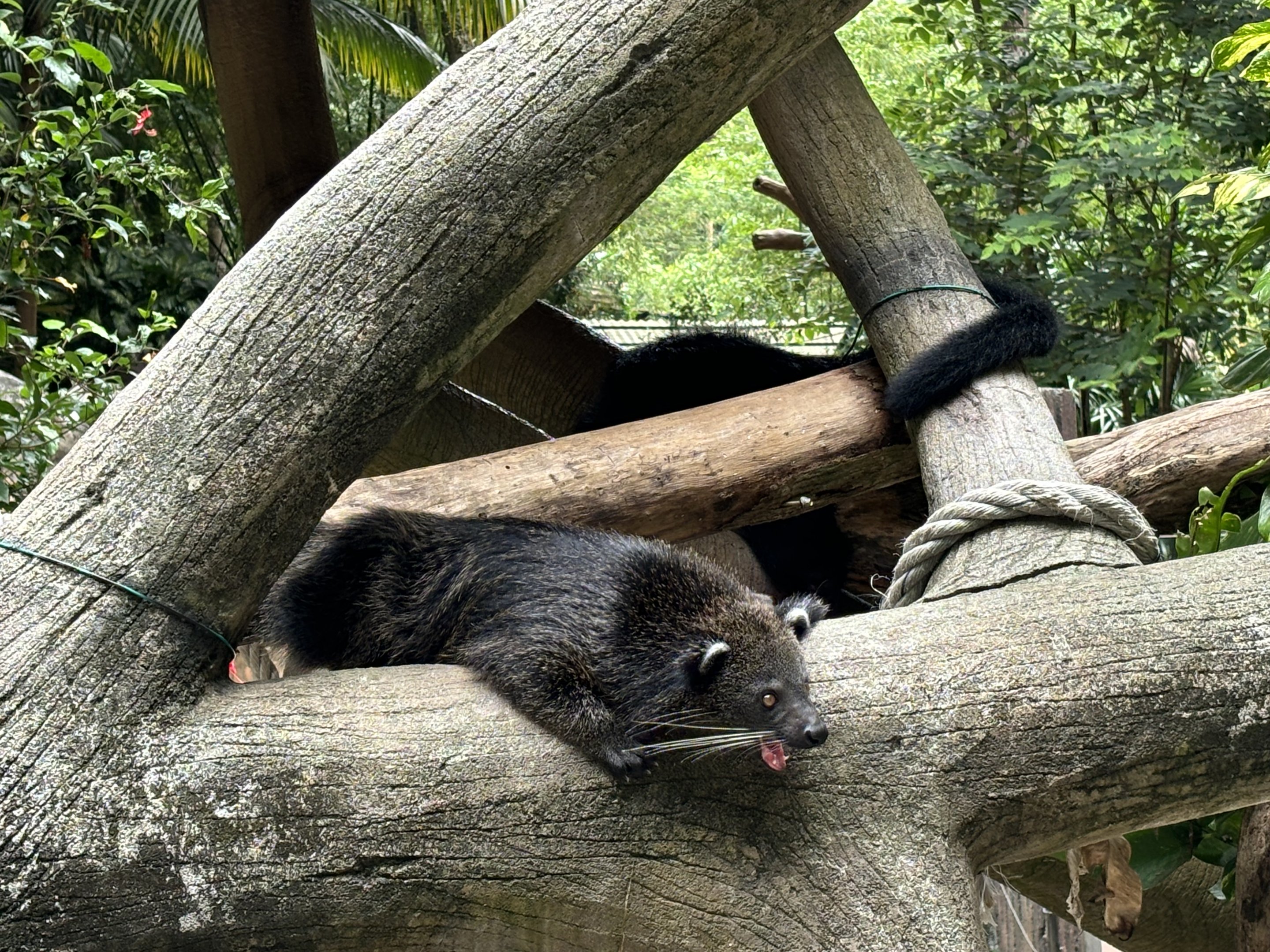 Binturong - Lost World of Tambun