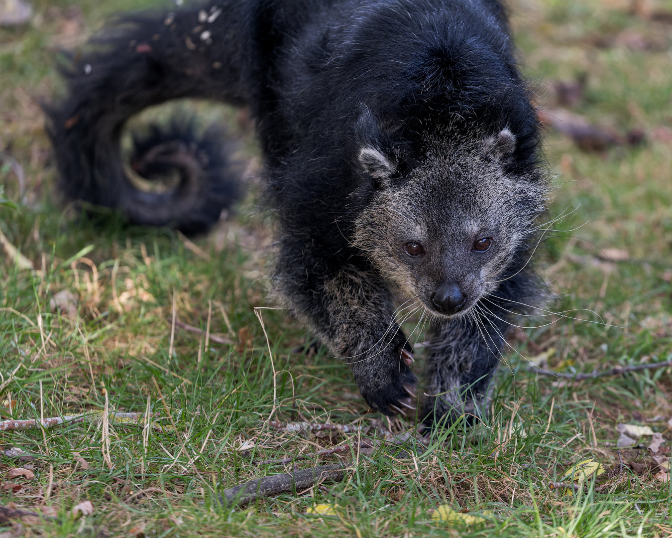 Binturong (m) Baxter / Hamerton / 13-9-23