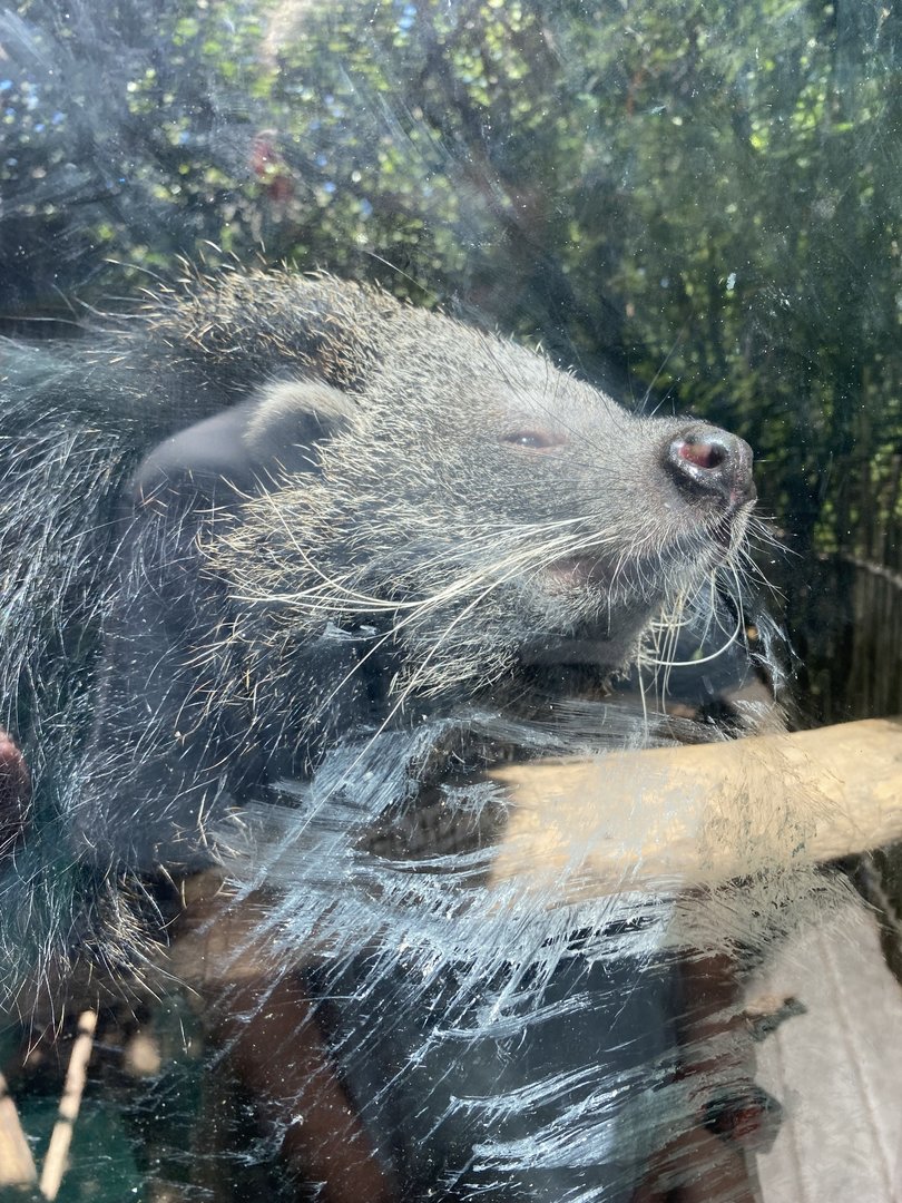 Binturong Mother 7-11-2023