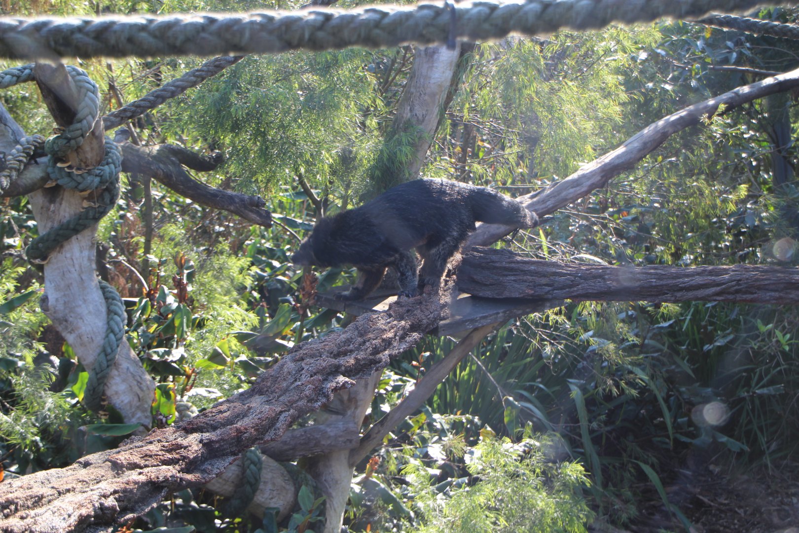 Binturong n.2