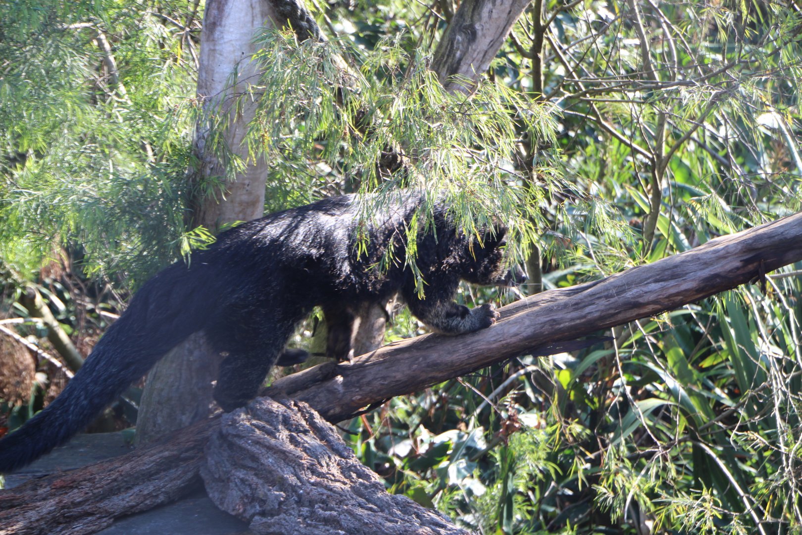 Binturong n.4