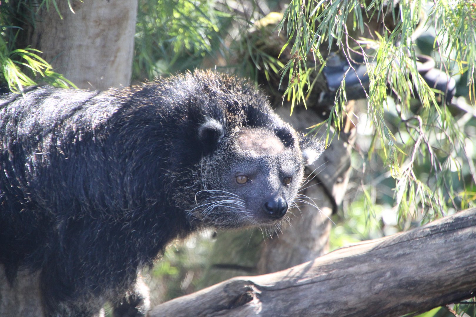 Binturong n.5