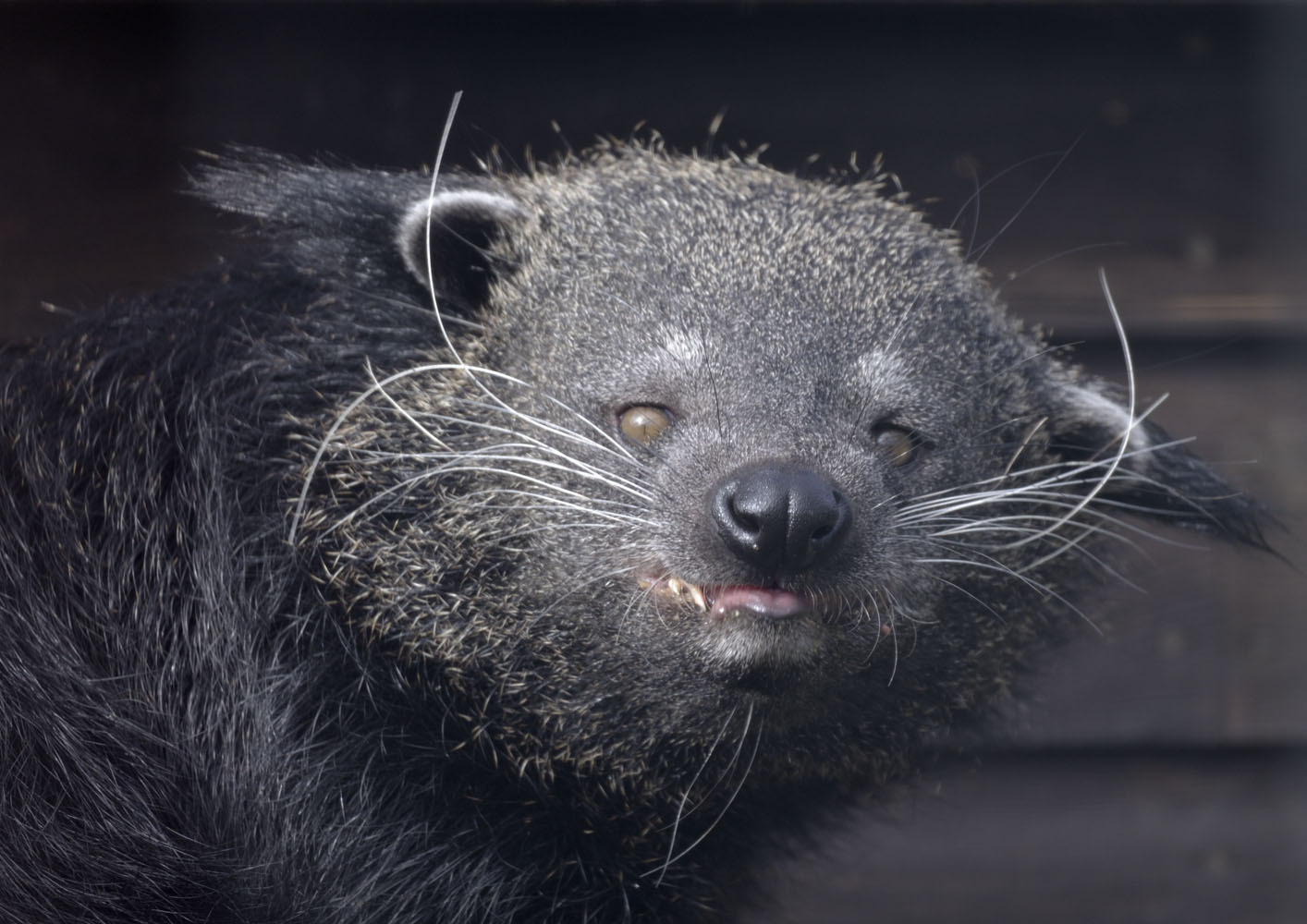 Binturong (nominate subspecies)
