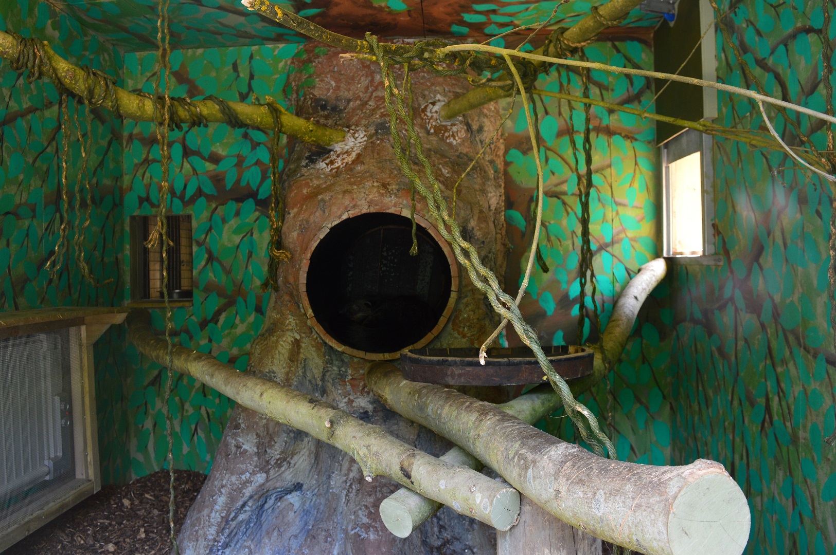 Binturong on-show indoor area