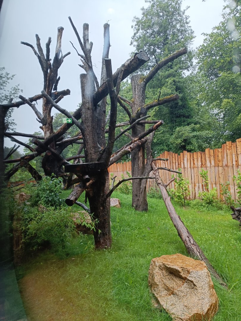 Binturong outdoor enclosure - new Orangutan-Haus