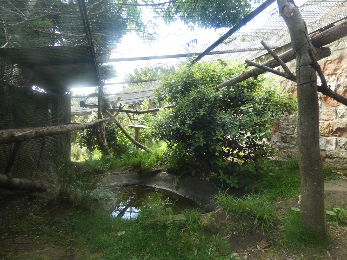 Binturong outdoor enclosure