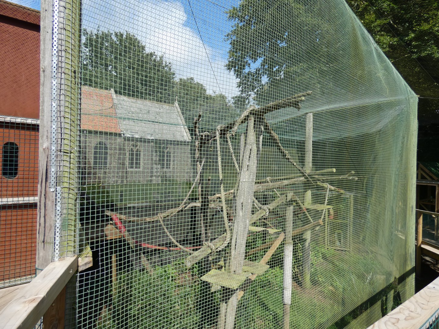 Binturong outdoor enclosure