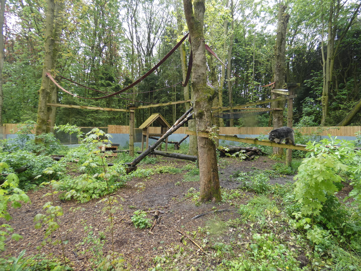 Binturong outdoor enclosure