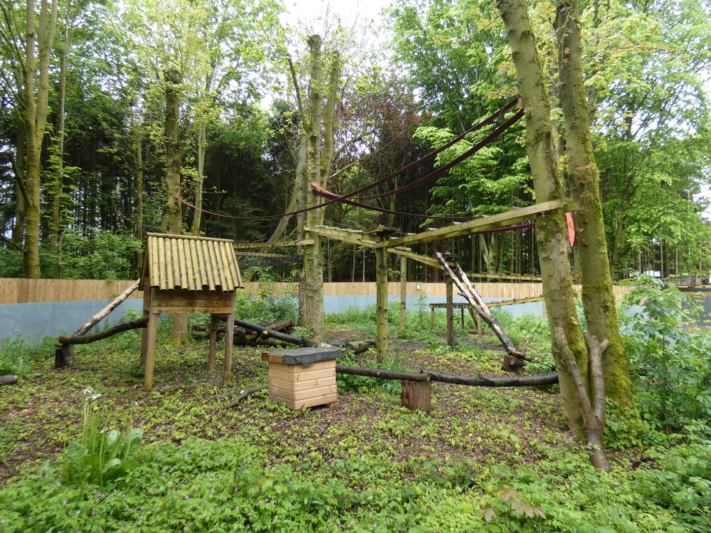 Binturong outdoor enclosure