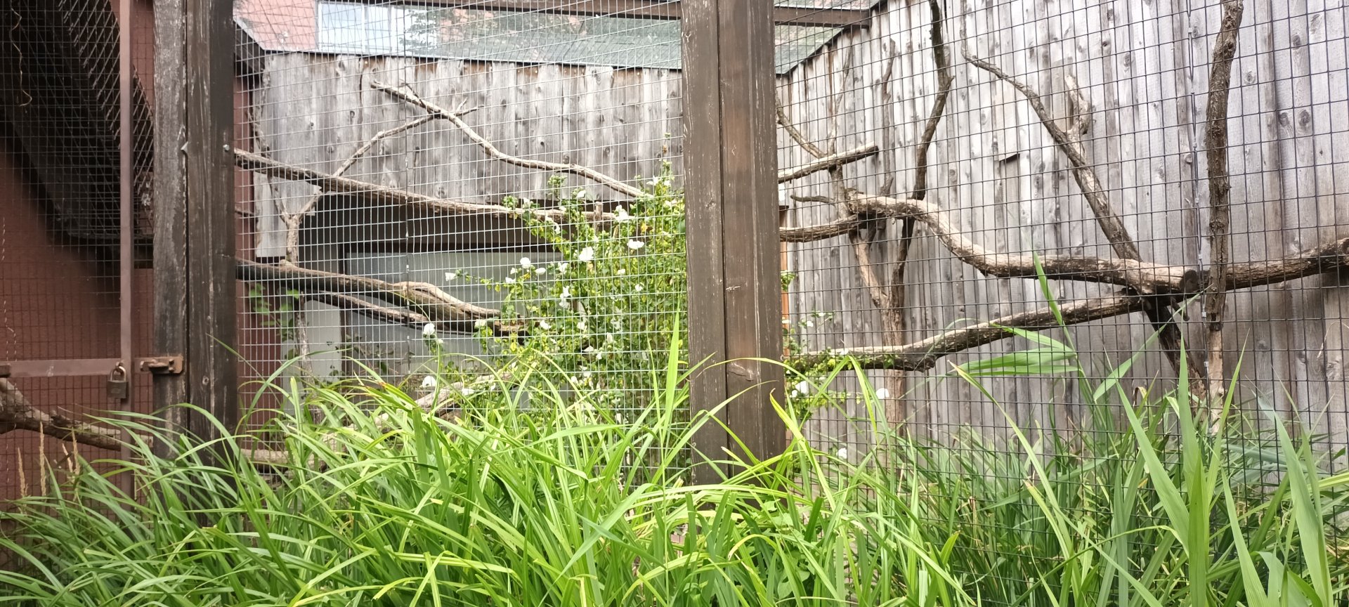 Binturong outdoor Enclosure