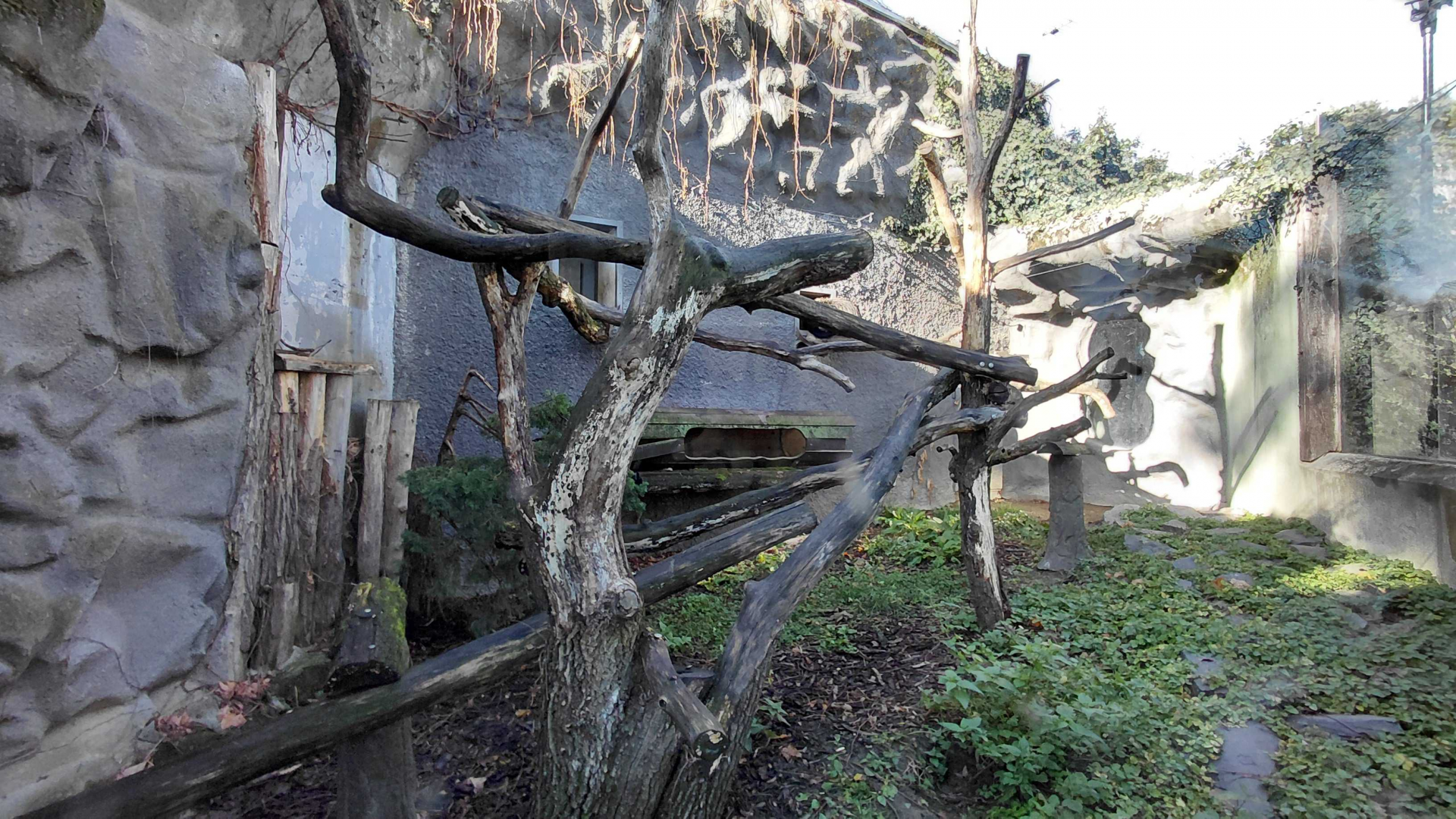 Binturong outdoor exhibit