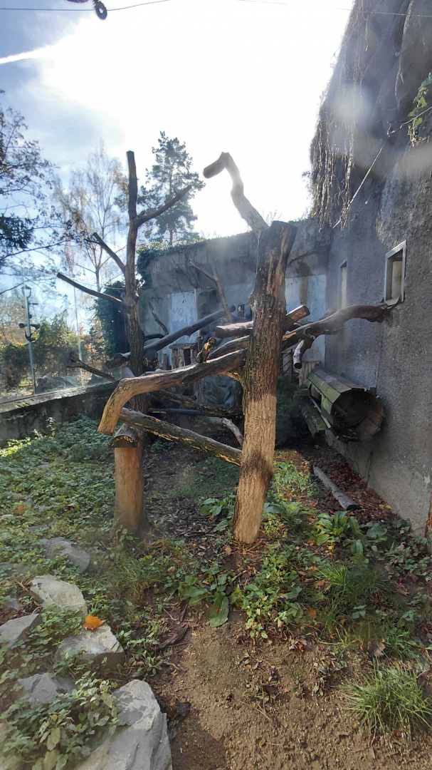 Binturong outdoor exhibit