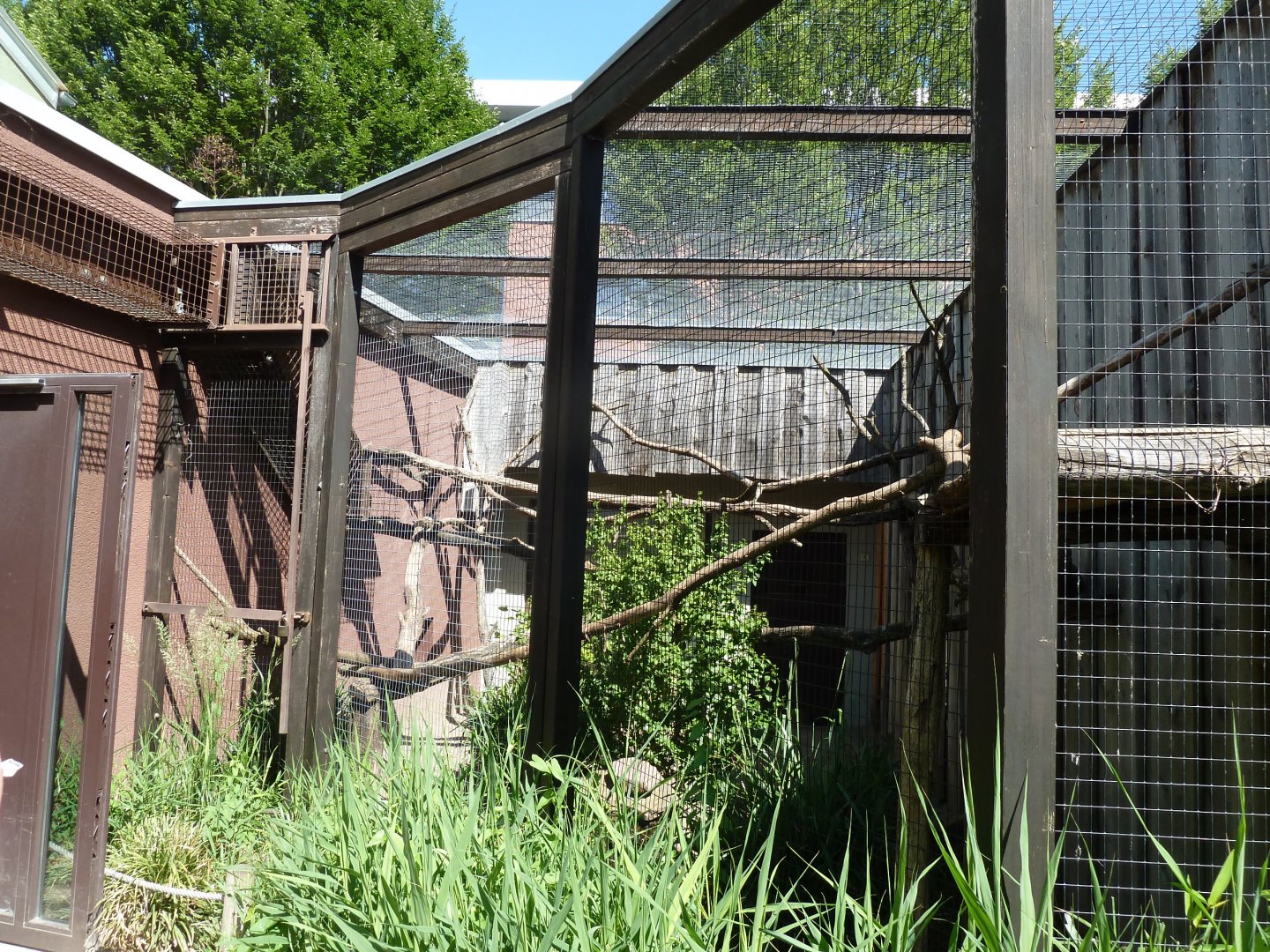 Binturong outside enclosure