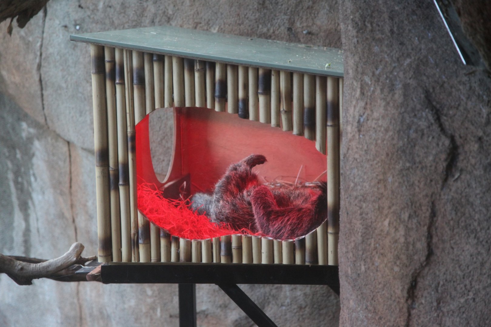 Binturong resting up