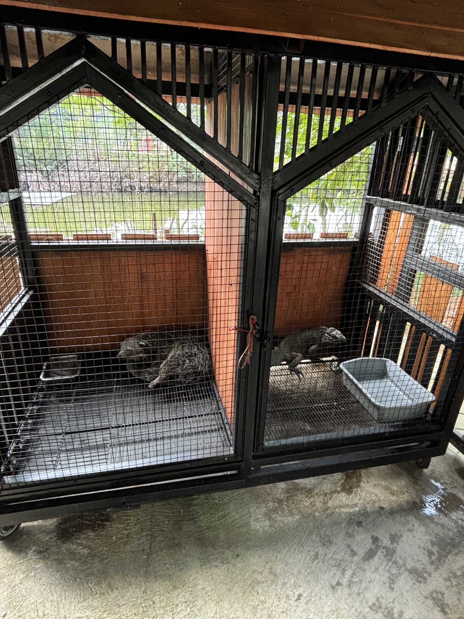 Binturong + Rhinoceros Iguana Exhibits