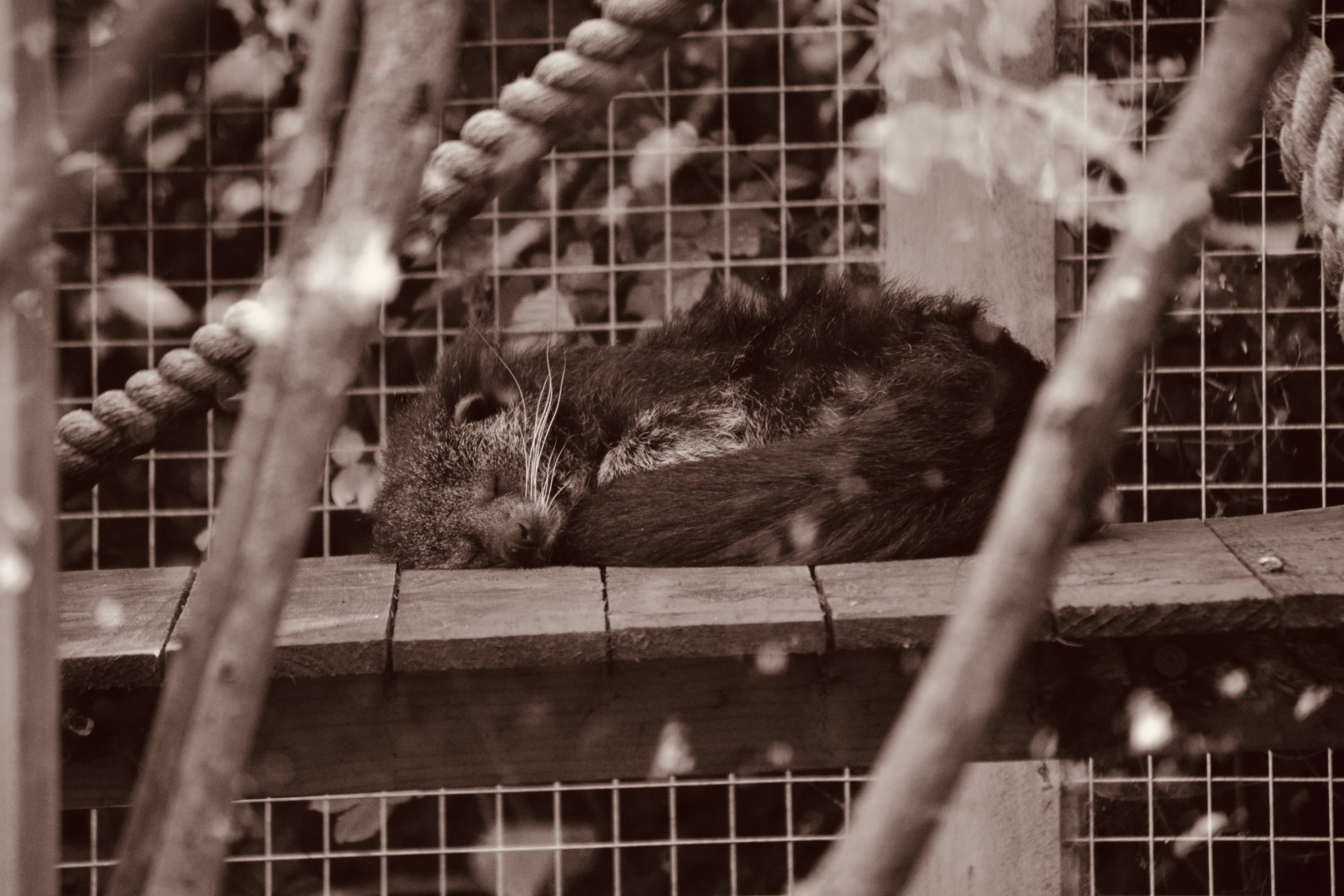 Binturong - September 2020