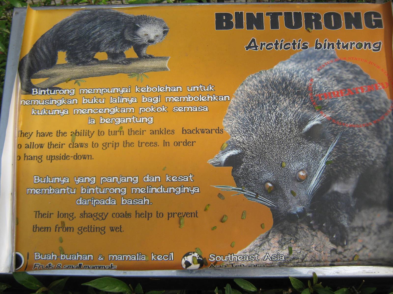 binturong signage