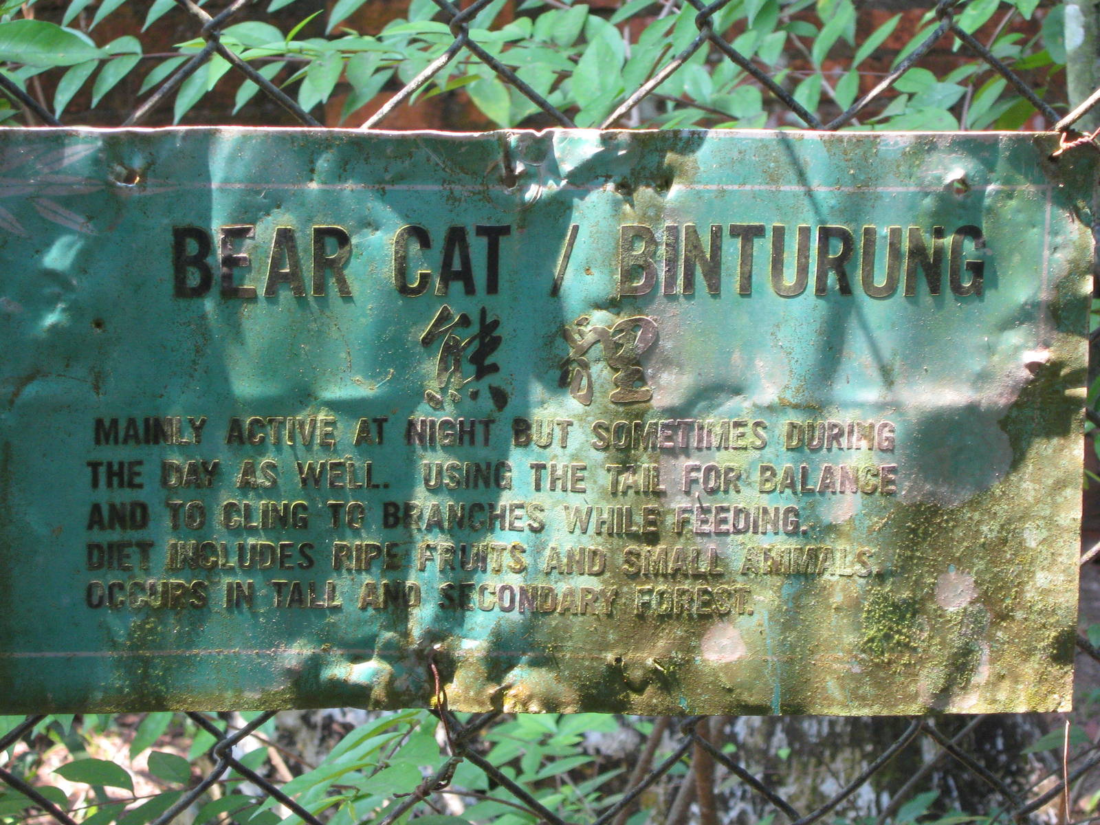 binturong signage