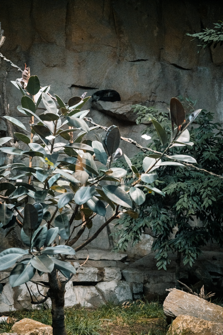 Binturong sleeping on the wall