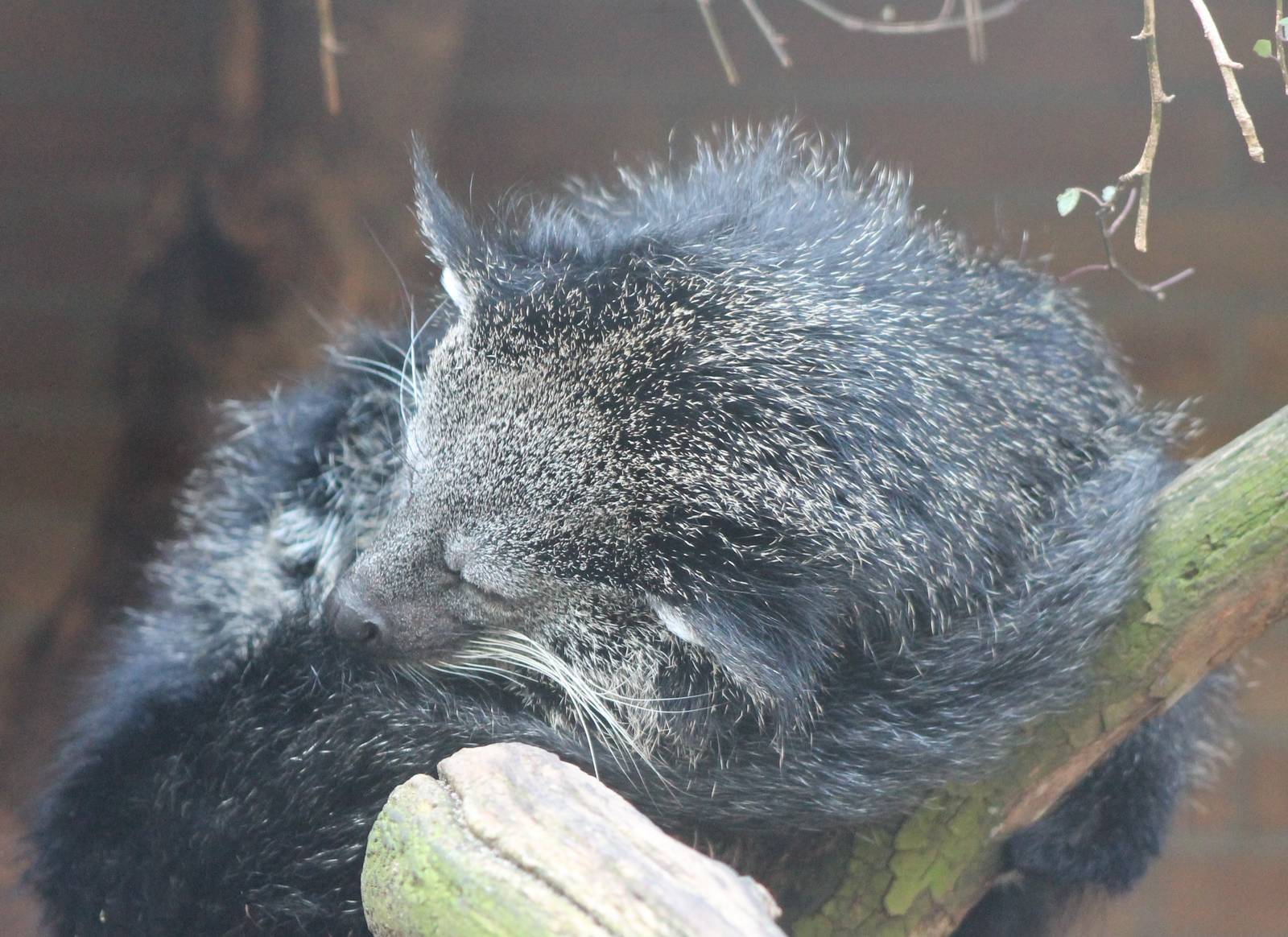 Binturong - sleeping
