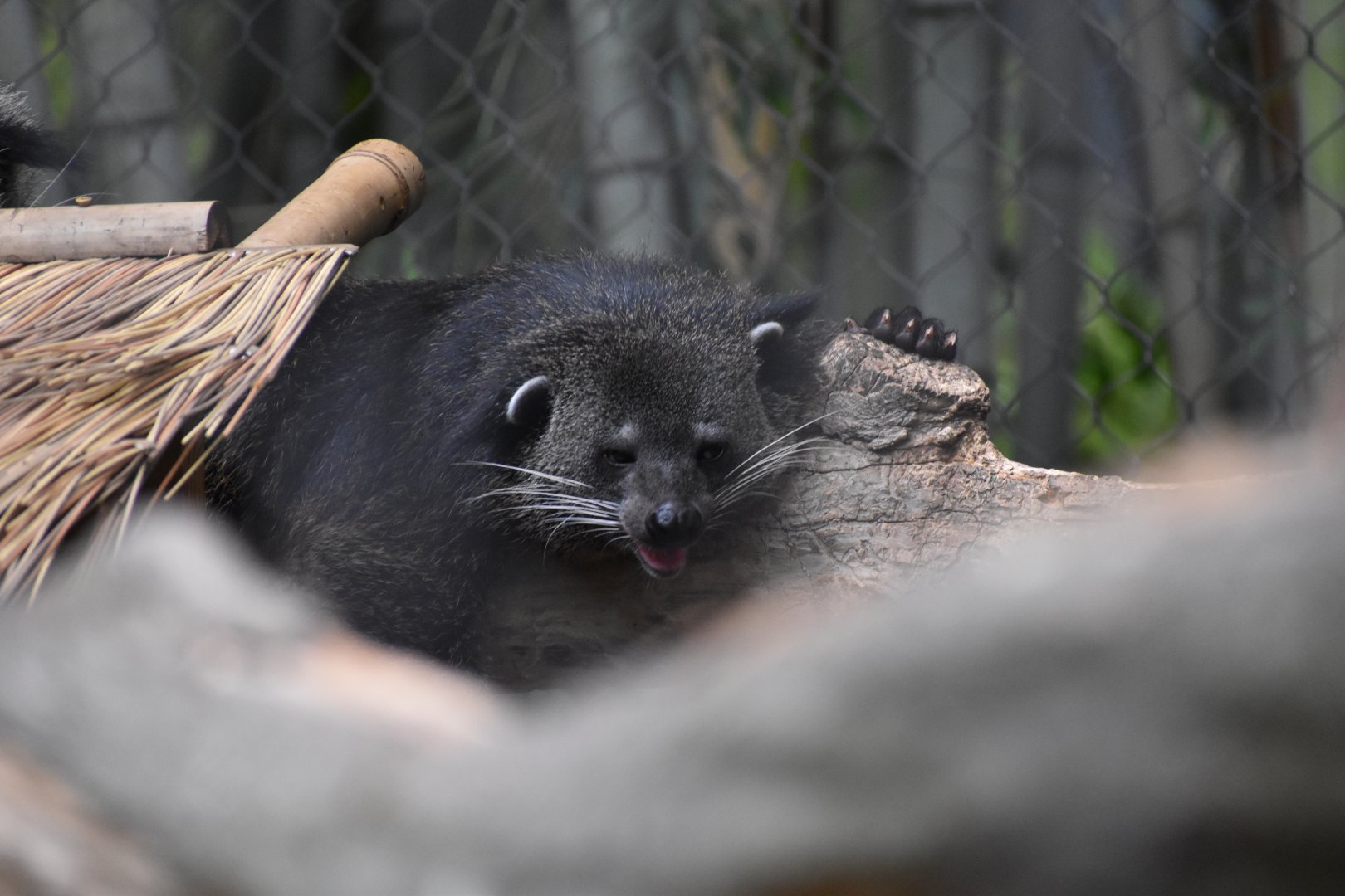 Binturong Snooze Button