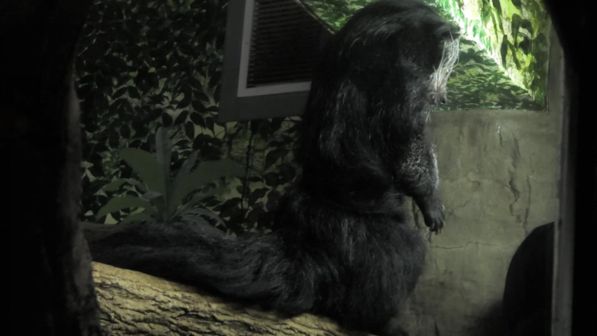 Binturong standing up