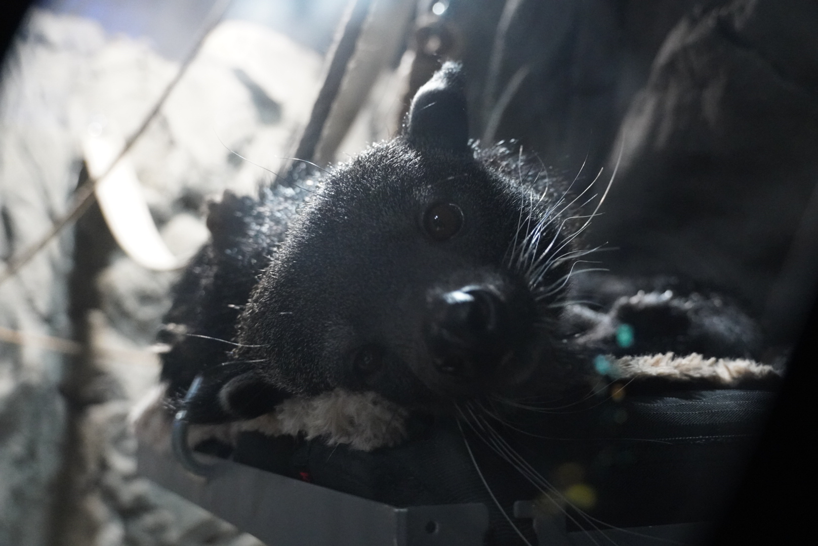Binturong, “Stitch”