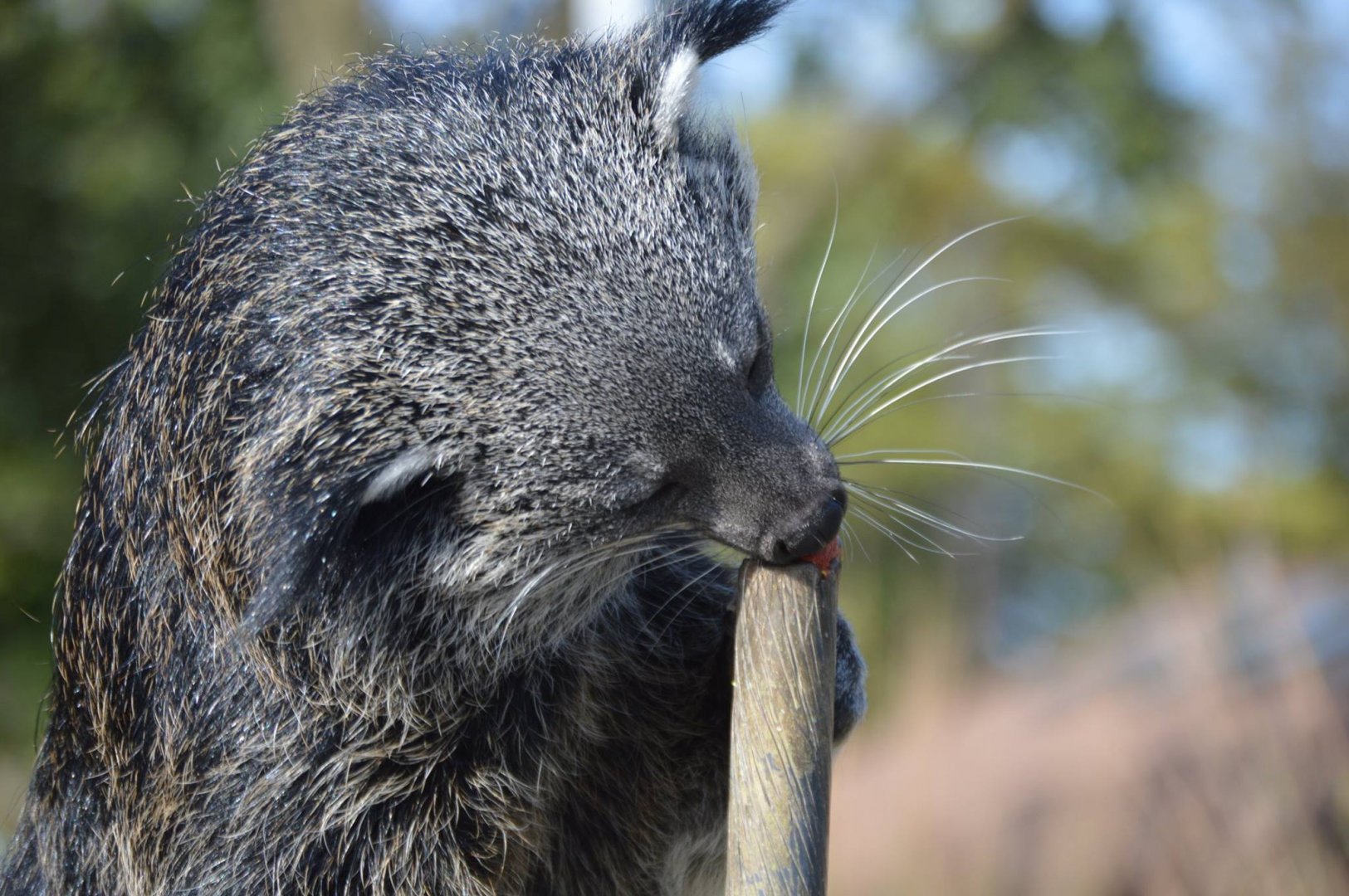 Binturong subspecies ID (Brookfield Zoo, Fall 2018)