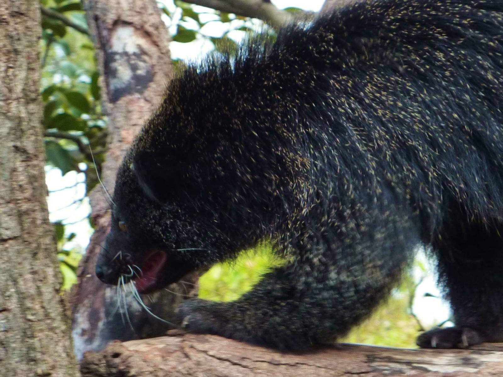 Binturong, Taronga Zoo - 13 Nov 2009