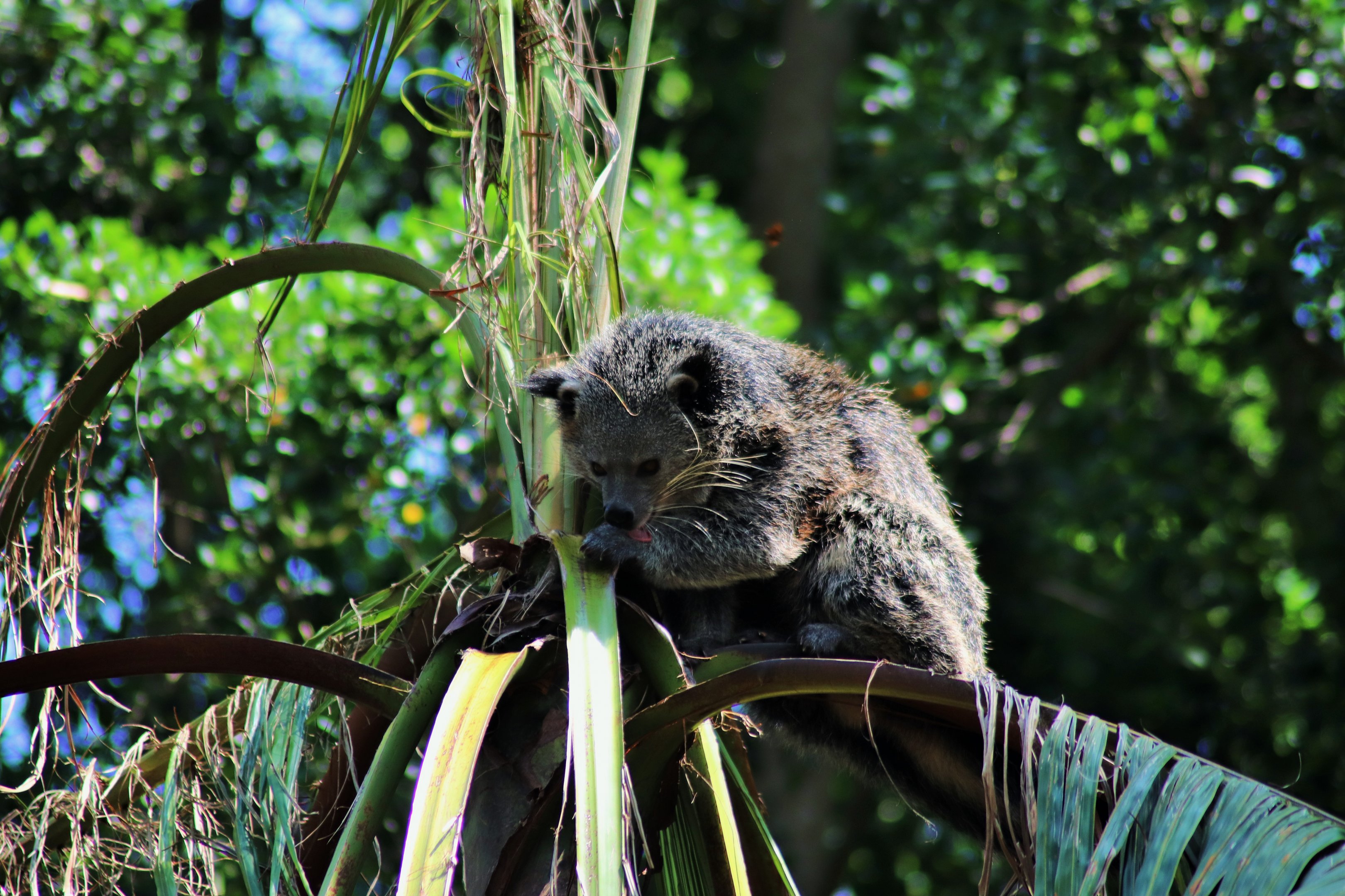 Binturong Up a Palm Tree